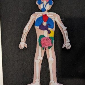 Felt Anatomy Center